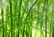 Tìm hiểu văn bản: Cây tre Việt Nam – Thép Mới