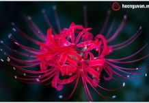 Tưởng tượng lại cuộc gặp gỡ giữa Trọng Thủy và Mị Châu