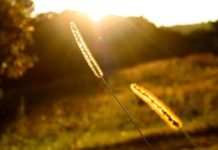 Bài thơ: Tháng năm – Xuân Quỳnh