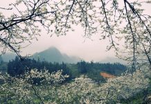 Tìm hiểu chi tiết văn bản: Việt Bắc – Tố Hữu