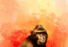 Khỉ – một biểu tượng đa văn hoá