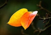 Bài thơ: Vội vàng – Xuân Diệu