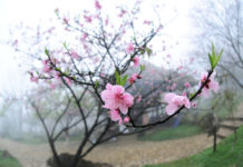 Nhớ những dịp Tết của một thời tuổi thơ tôi