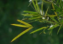 Lá trúc che ngang mặt chữ điền…