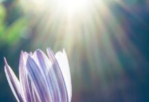 Cái đẹp trong văn Thạch Lam