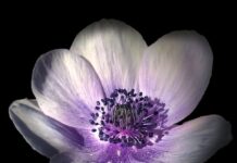 Nghệ thuật sử dụng ánh sáng và bóng tối trong “Chữ người tử tù” và “Hai đứa trẻ”