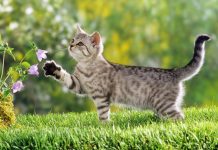 Đề bài: Em hãy miêu tả con mèo nhà em