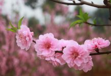 Dàn ý: Thuyết minh về cây đào ngày Tết