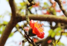 Khúc hát tháng ba – Trần Anh Thái