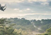 Nghệ thuật dùng biểu tượng của Bác Hồ