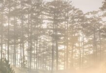 Văn hoá – Văn học với nhân cách con người