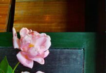 Ngày 210 – Nhật Bản “ngày bão tố”