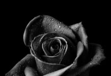 Tôi đã viết ‘Bến không chồng’ như thế