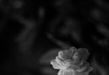 Ngôn ngữ trong tiểu thuyết Việt Nam giai đoạn giao thời