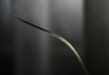 Những cách tân nghệ thuật trong tiểu thuyết của Đoàn Minh Phượng