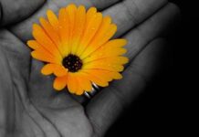 Sự đau khổ tột cùng trong thơ Hàn Mặc Tử