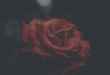 9 Bài thơ tình Việt Nam hay nhất