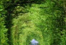 Những thông tin chưa chính xác về Tiến sĩ Trần Quý Cáp